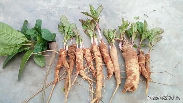 土人参|农村一种野生植物，人称“土人参”，是一种美食，也是极品中草药