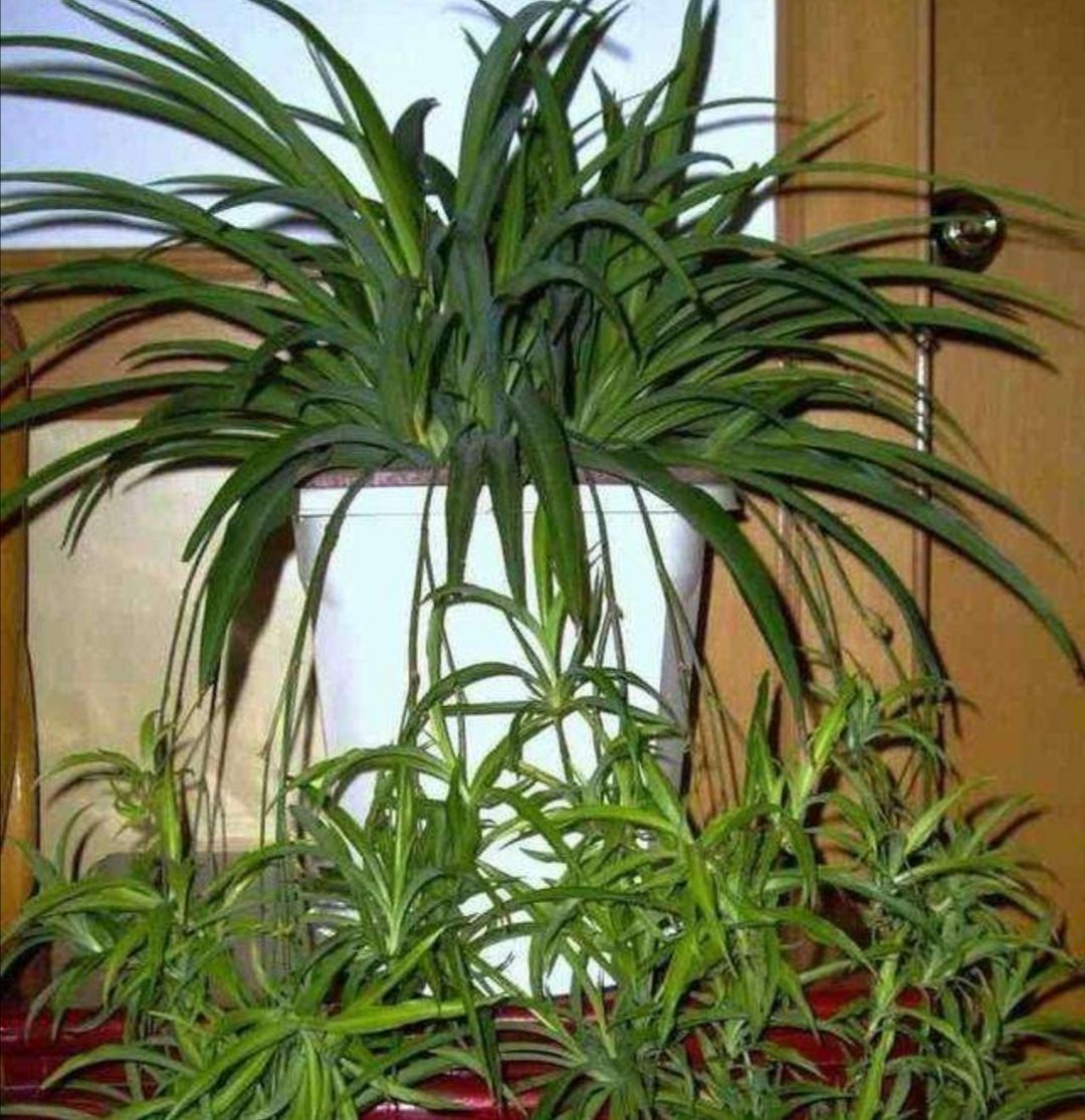 吊兰总是“干尖又黄叶”?换一个方法“种植”,漂亮好打理!试试