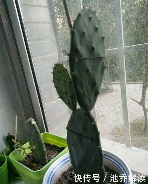 十种防辐射的绿植,装点家居好帮手,还能净化空气防辐射