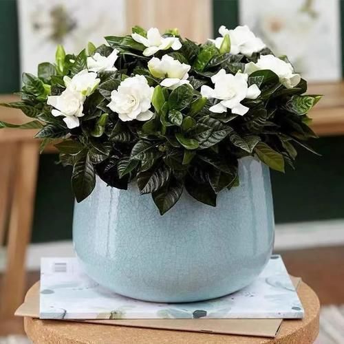 想让家里“病菌”少,就养五种植物,漂亮又好养!