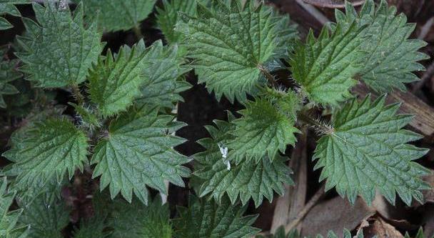 毒素|乡下一种“蛰手草”,农民却称“药王草”,捣汁涂抹,药用价值高