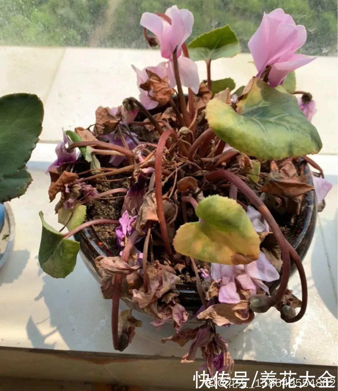 浇水|9种花,夏天休眠了,一定少浇水,否则越浇越死