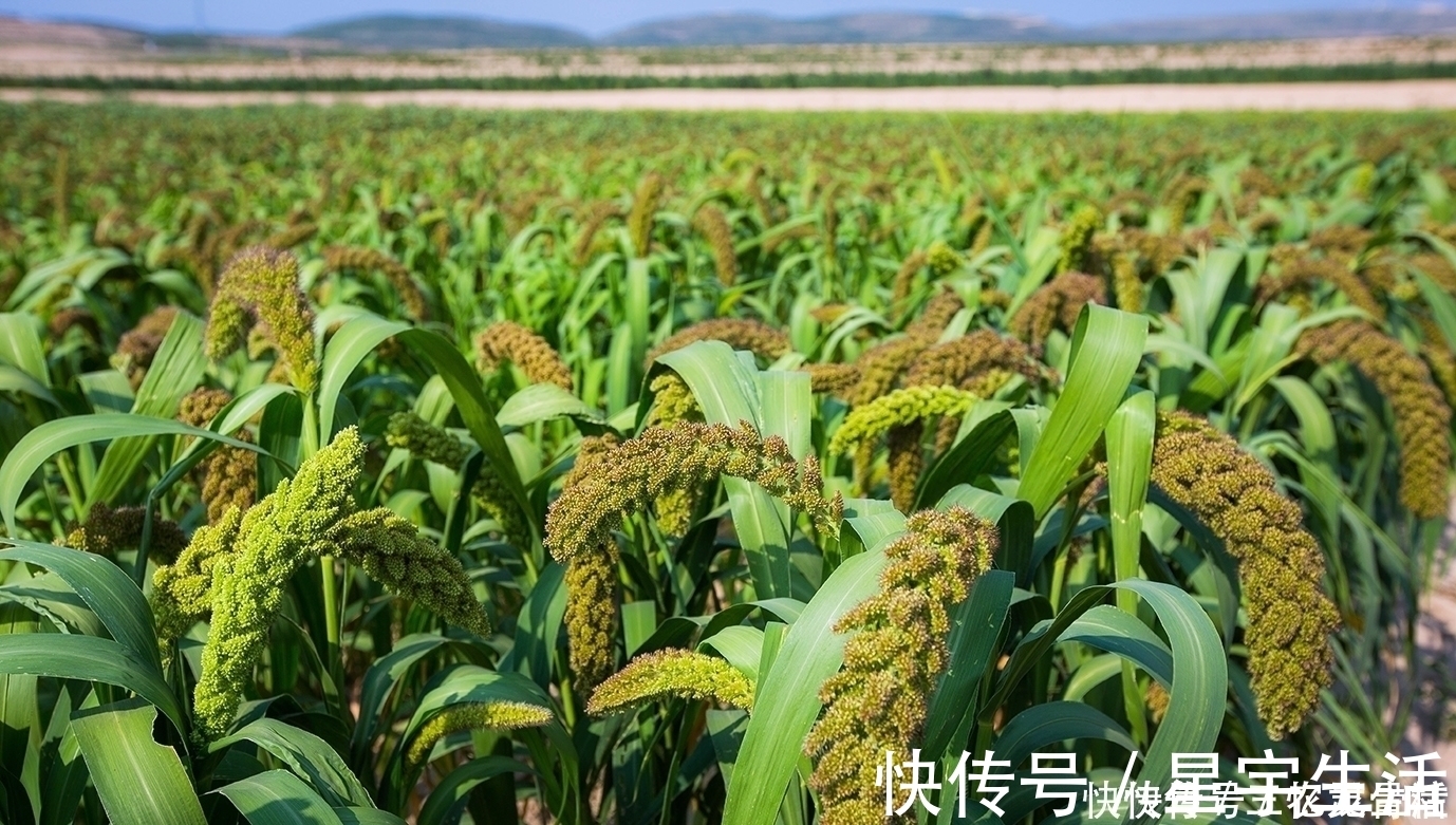 苦甲天下！中国人又一伟大壮举！一张塑料膜，将寸草不生的黄土高原变成绿洲