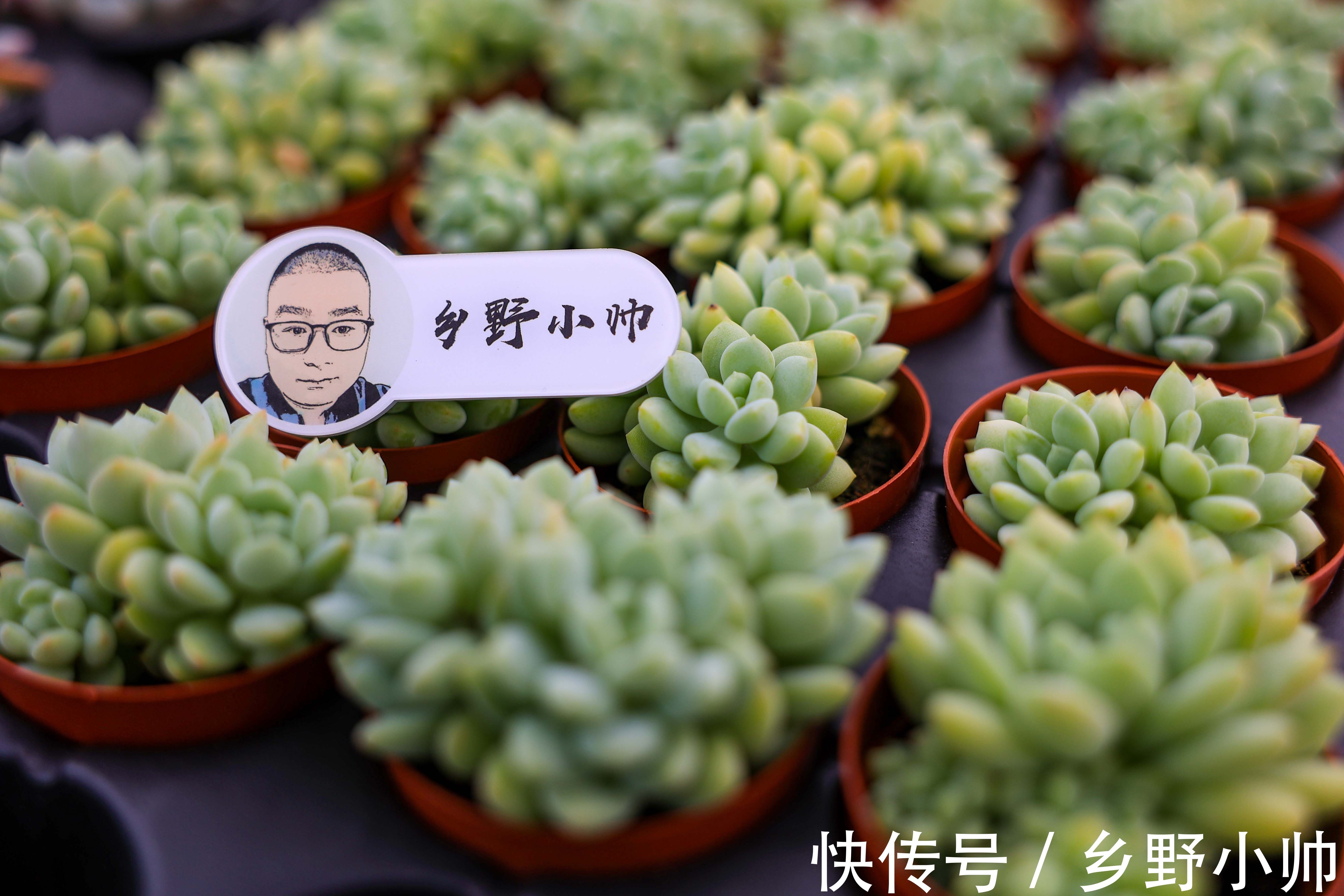 景天科|玉如意、赫拉,一看就贵气满满的多肉,皮实好养,好奇心满满