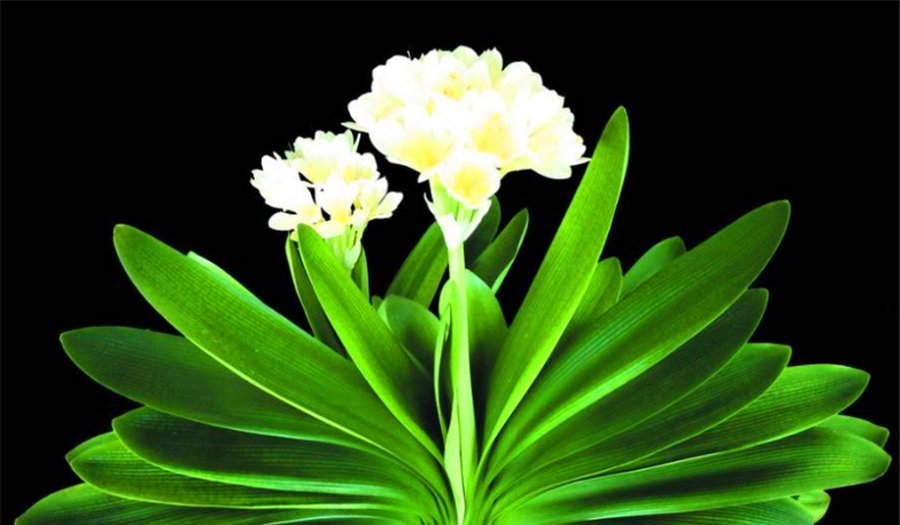 君子兰有“4怕”,难怪叶子长歪还夹箭,学会了叶片光亮顺利开花