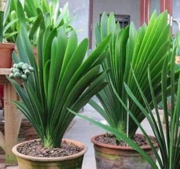 君子兰生长的好坏与“它”有关系,用上它不烂根,叶子油绿植株旺