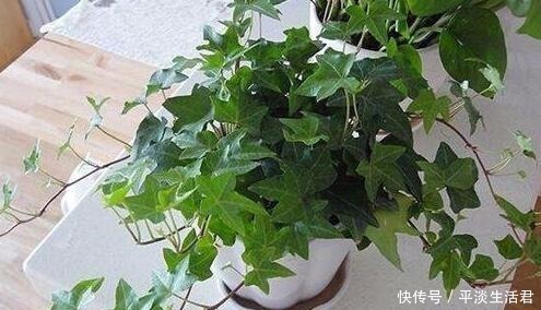 漂亮|“病菌”不喜欢7种花,养家里,一家老小“身体好”,聪明人都养!