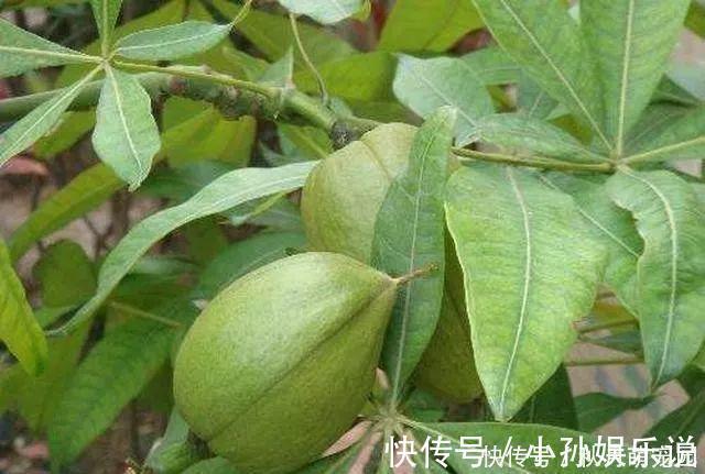 果子|养了十年的发财树,高约5米,年年都结发发财果,出上万都不卖