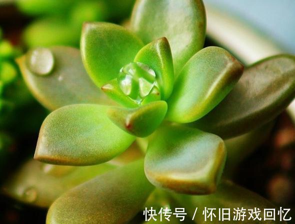喷壶|多肉植物浇水方式,喷雾,喷水,尖嘴壶,浸盆,你用哪一种