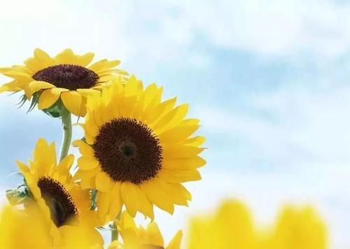 食疗|食疗对付高血压，试试这些降压茶、降压菜！十步曲让高血压远离你