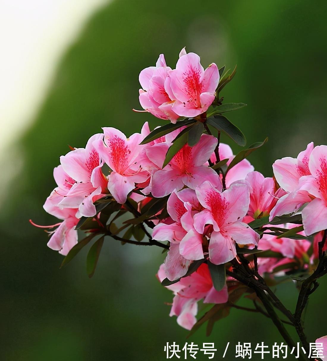 5种公认不好养的植物，为什么？