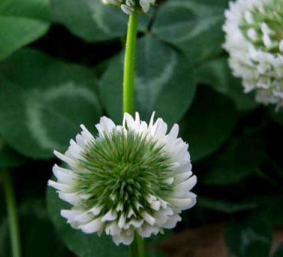 菊花|养树不如养盆“假菊花”,一浇水就狂长,比绿萝好养、比菊花美