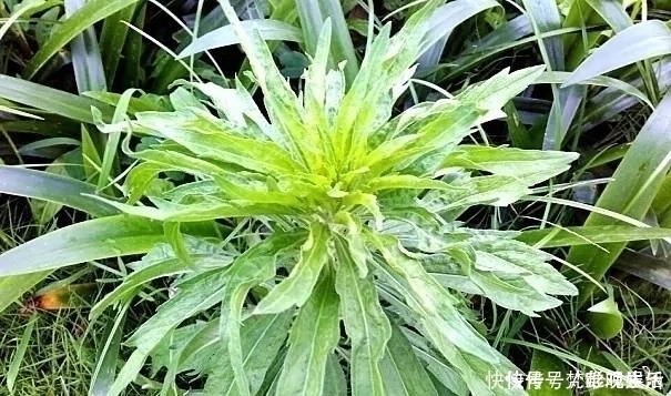 讨厌|农村一种野草,农民很讨厌,却是极品中草药,止血效果非常好