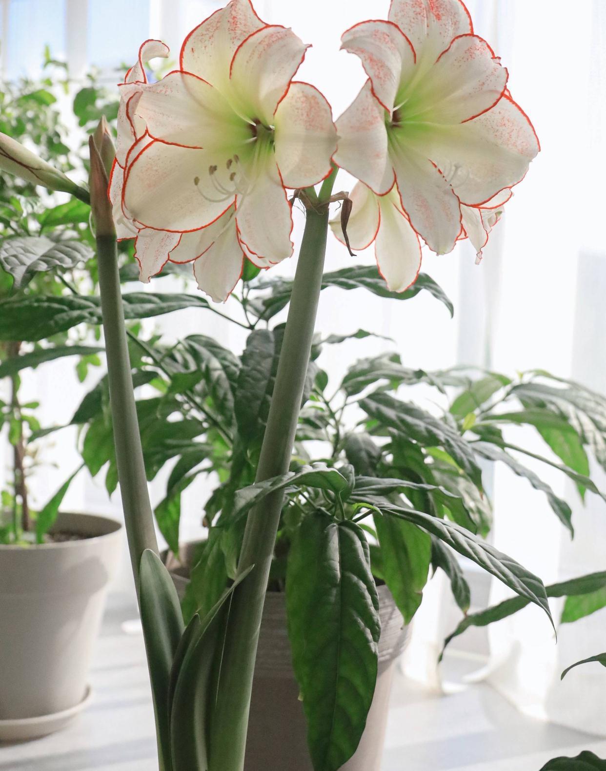 秋季|栽种朱顶红,简单3步,开出大花、颜值很高、惊艳无比