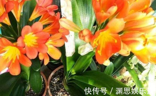 浸泡|用啥水浇花长得快、开花多、虫害少3个妙招，省时省钱又省力