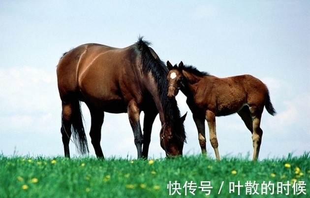 一个月|属马的人未来一个月运势上升，把握住机会，有贵人相助