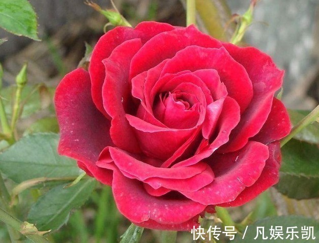月季|此花,比“菊花、月季”都美,好养易活,花香似香水,女性最爱