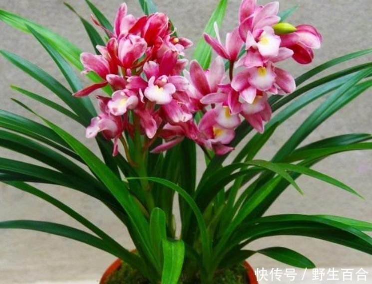 家里阳台必养此款花卉,不仅名字好听,花也漂亮,花香四溢