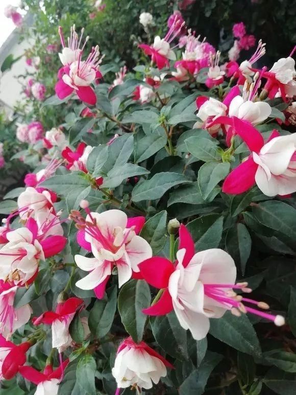 5种花叫做“度夏难”,到了夏天就黄叶干枯,花友年年养年年买