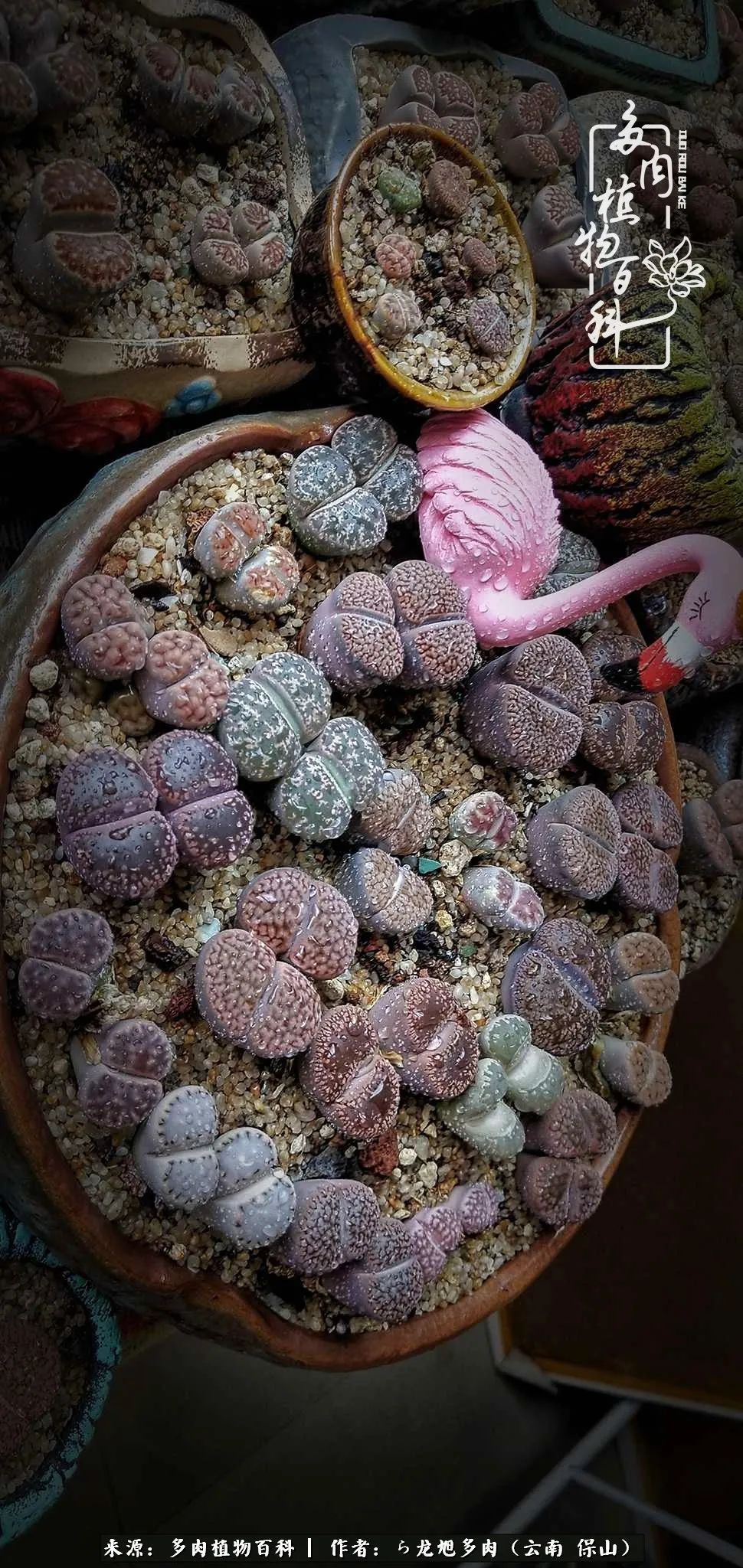 多肉植物|遇见多肉，遇见不一样的你，一养就是10几年！