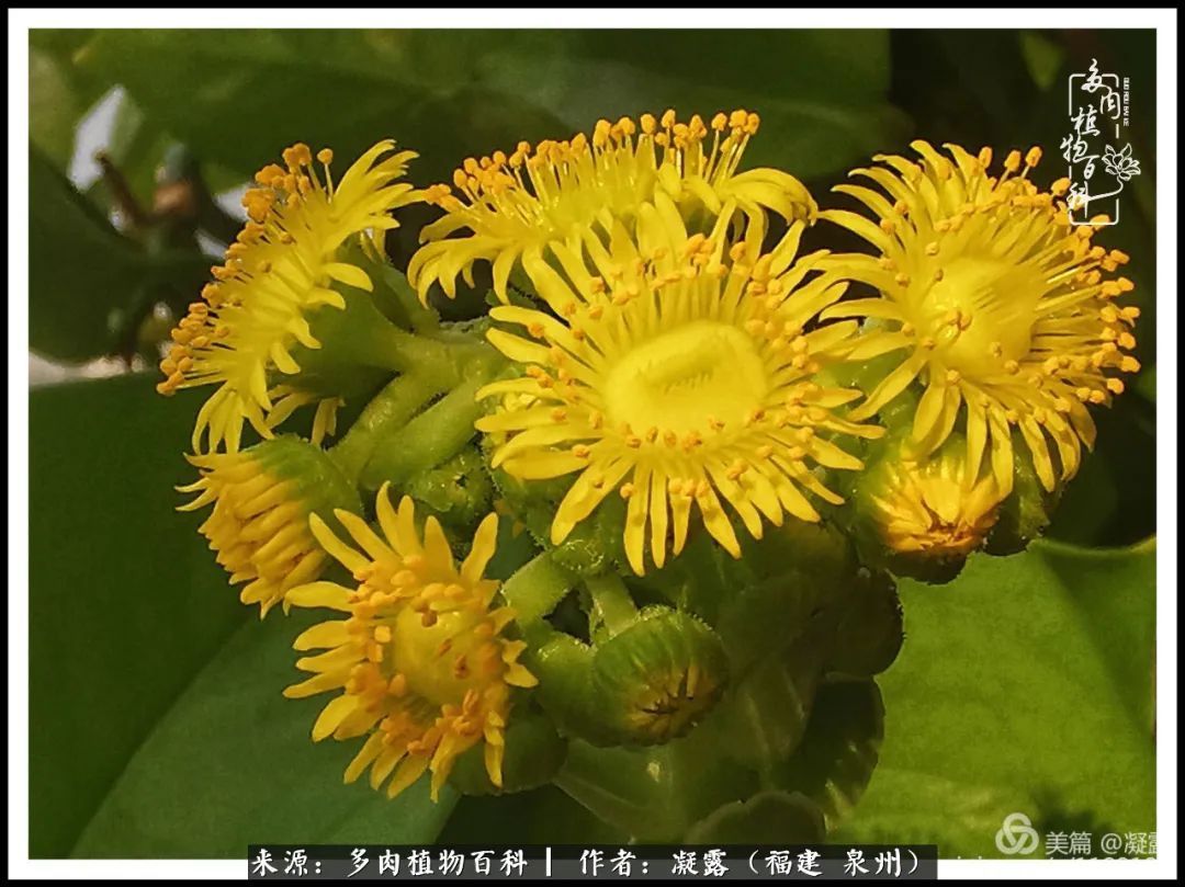 喜欢养肉,喜欢赏肉,更喜欢拍,如此怎能不掉肉坑