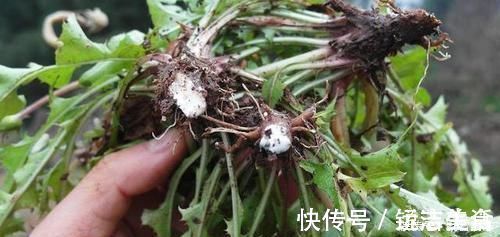 甲状腺结节|甲状腺结节的“元凶”找到了,若能及时避开,甲状腺或许笑开颜