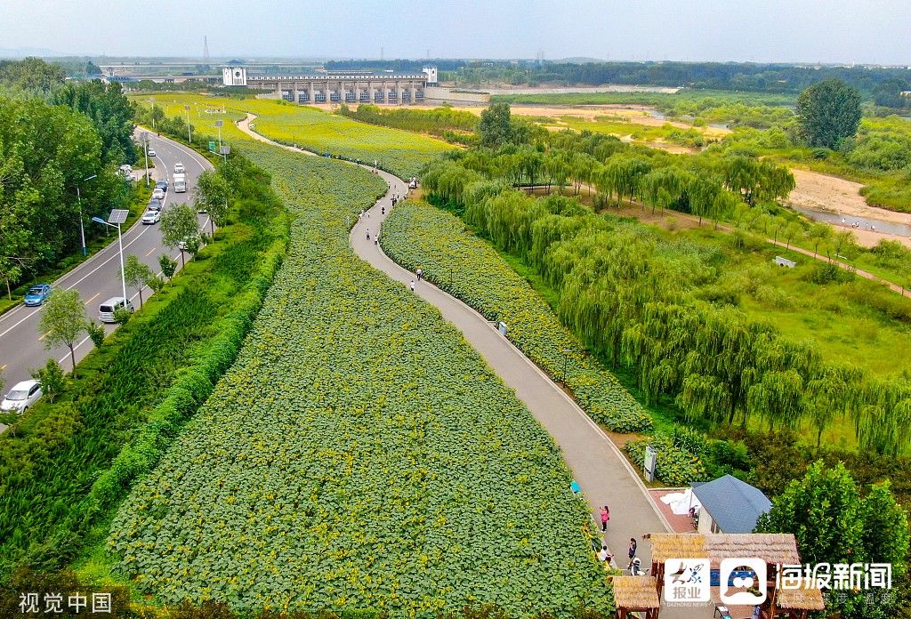 花海|图看日照｜沭河湿地百亩向日葵花开正旺