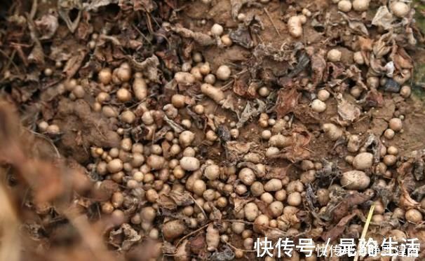 黑豆|糖尿病最怕的4种豆子,不升糖抗各种并发症,三高人群要多吃