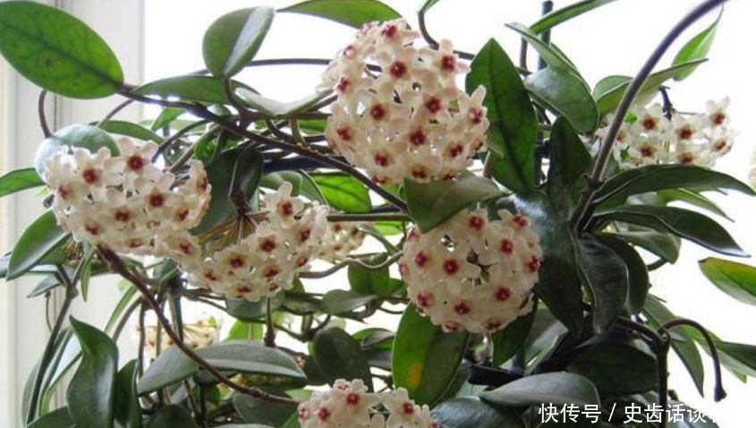 卧室就养“3种花”,赏心悦目,清香安神,改善睡眠质量