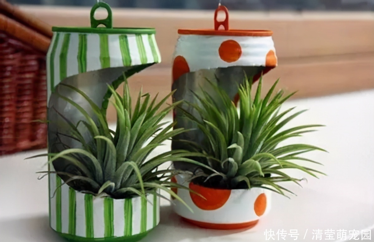 酒瓶|养花缺少花盆的话，多收集些它们“加工”就够了！