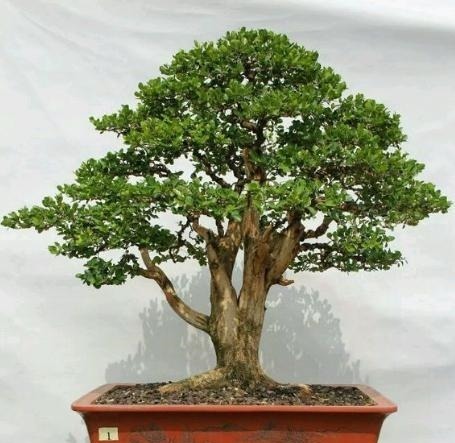 富贵人家爱摆“6种花”，不仅外形美，还越养越值钱，再贵也要买！