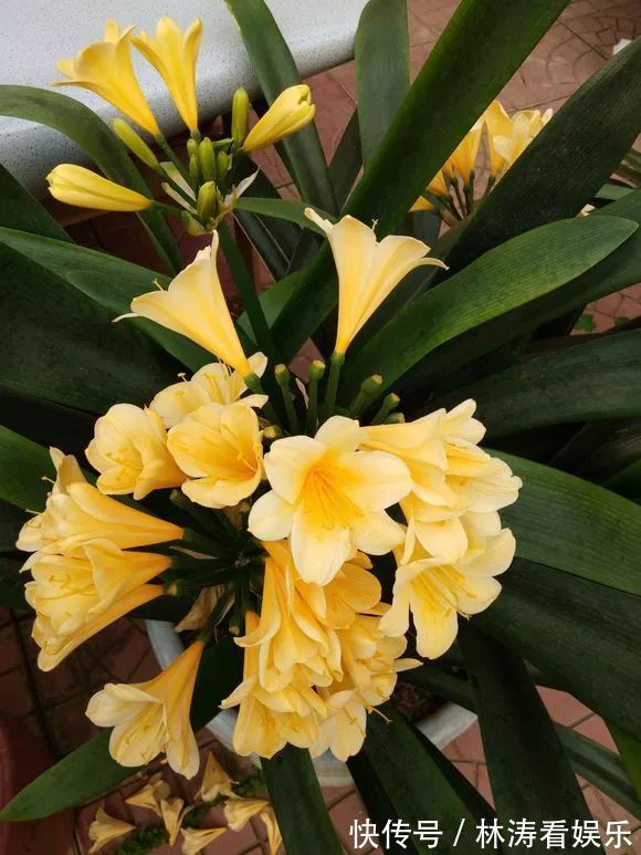 君子兰开花“讲究大”，简单改一改，花箭呼呼冒，花比拳头大！