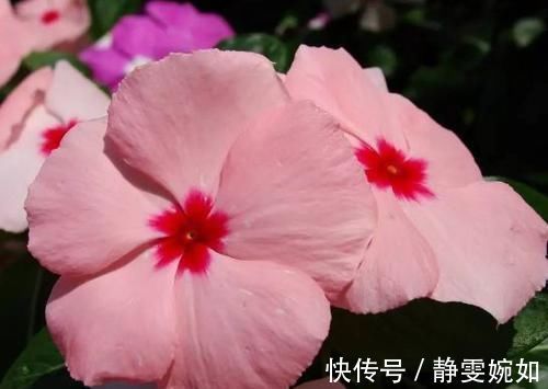 仙子|4种花堪称花中仙子，一年到头都开花，花色绚丽，北方也能养