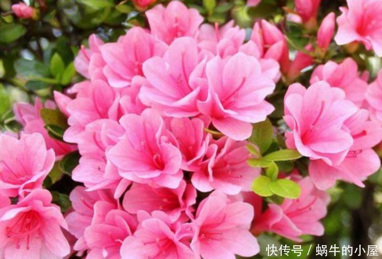 春夏秋冬|4种花超漂亮,个个美出状态,简单养护就能长得旺,花美心情好!