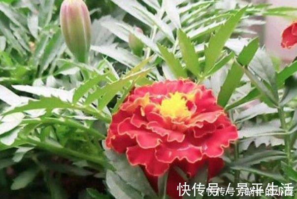 浇水|4种真正“开花王”,沾土就活,家里养一盆,招财又纳福!