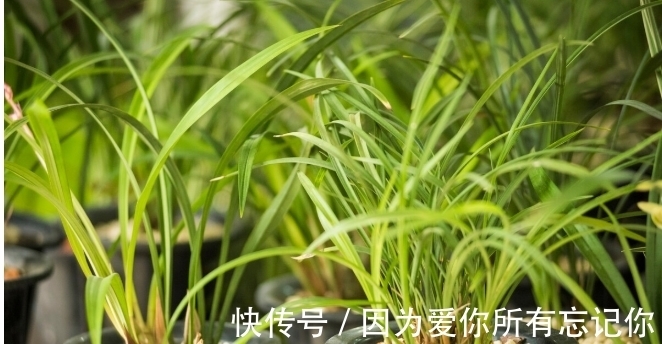 兰花凋谢后，早做3件事，新芽还比老苗多