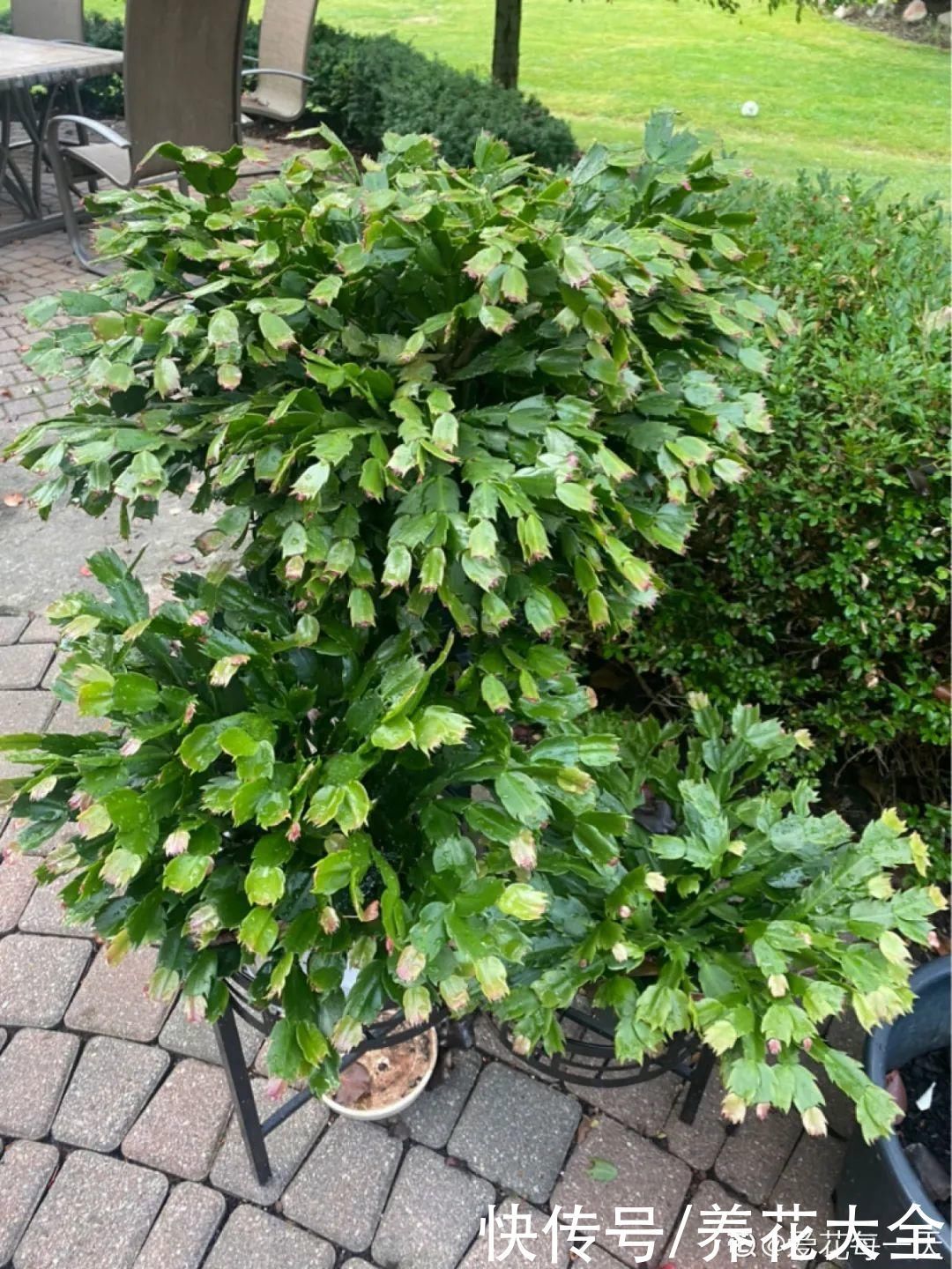 橡皮树|养花就怕乱浇水,越浇死得越快,赶紧住手