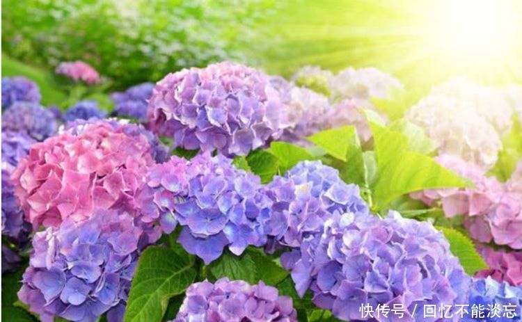 4种漂亮花,好养易活能爆盆,花期长花量大,漂亮有气质