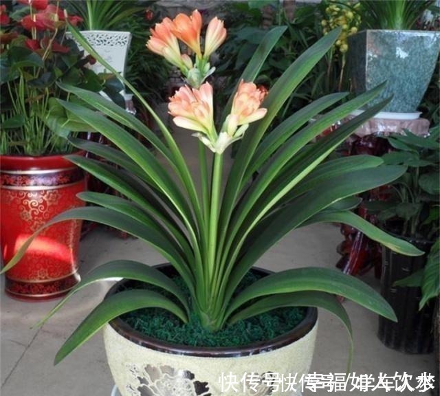 光合作用|养君子兰别整那些虚的!这么养,叶片绿油油,一年开2次花!