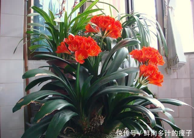 君子兰|君子兰春天“要喂饱”,吃饱喝足练练苗,一年长出6片“肥叶子”