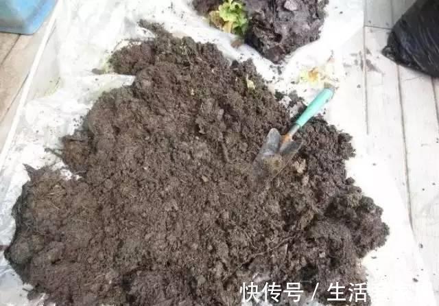 根系|养过花的旧土别扔了,处理下还能重复使用