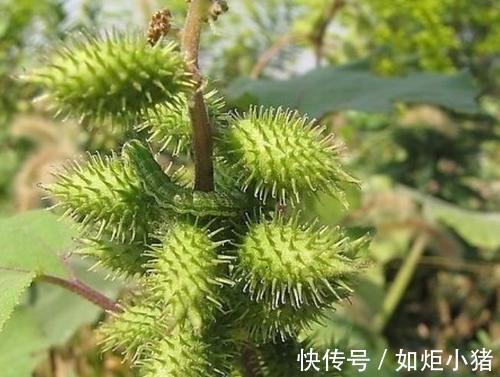 植物|农村人用来烧火的植物,它的营养似“人参”,竟然有这些神奇的功效!
