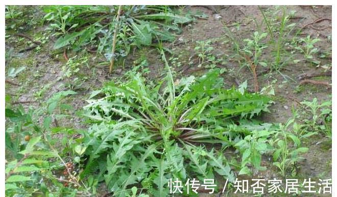 好吃|农村“超好吃”的5种野味,用来做菜特别香,但经常被误认成野草