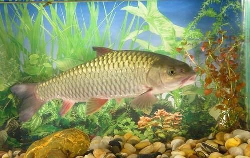 血脂|血脂偏高的朋友请注意:日常中4种食物或是降血脂小能手