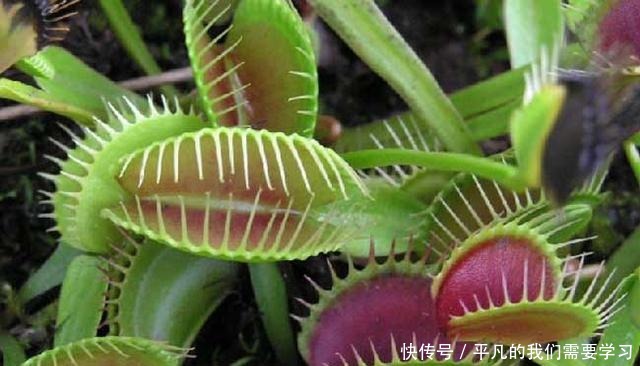 将一根针放进捕蝇草,它也敢吃掉吗网友是个狠人