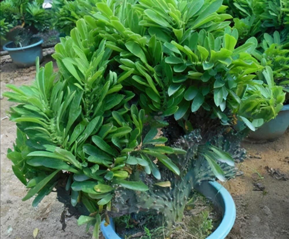 花卉|盆土表面出现“白色晶体”，赶紧换盆换土，不然花卉黄叶长不好