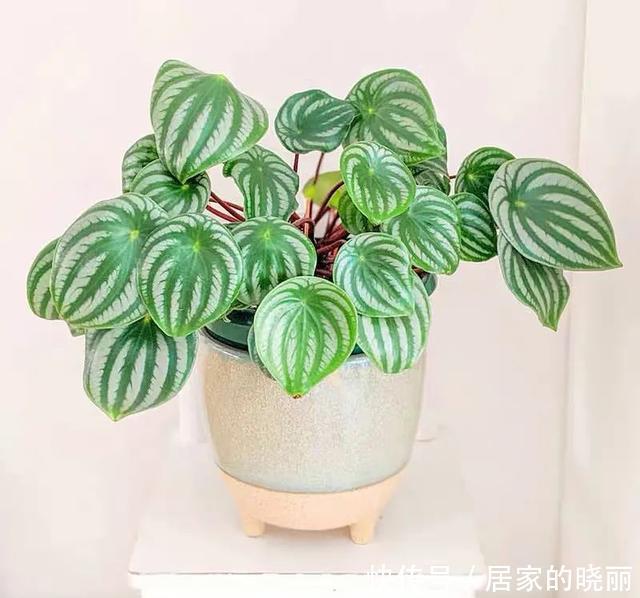 家里养几盆西瓜皮椒草,耐阴又好养,叶片自带花纹,清新又可爱