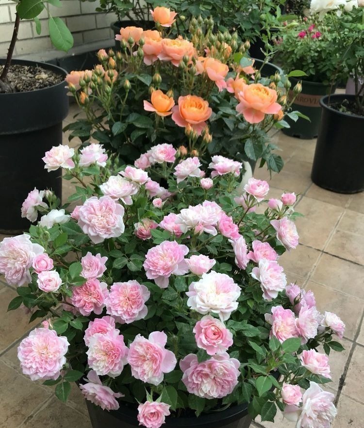 姜科|4种“懒人花”,好养又漂亮,开花美长势旺,黄绿交辉,内敛美