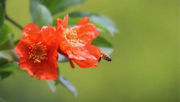 张骞|五月榴花照眼明