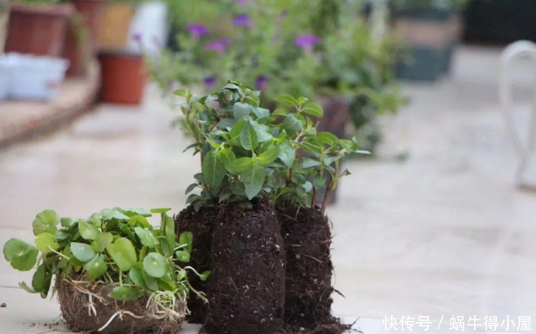 牡丹|这现在不能换盆的花，土一松就没命，白养大半年